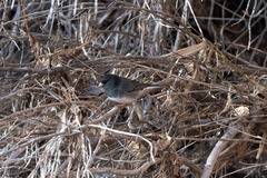 Junco hyemalis cismontanus