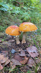 Amanita muscaria