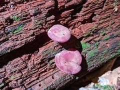 Callistosporium purpureomarginatum