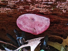 Callistosporium purpureomarginatum