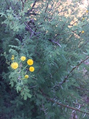 Vachellia constricta