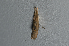 Parapediasia teterrellus