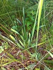Allium nutans