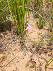 Disa bifida