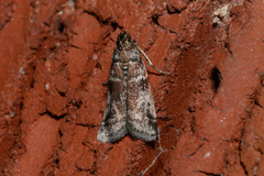 Euzophera ostricolorella