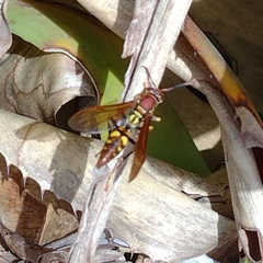 Polistes versicolor