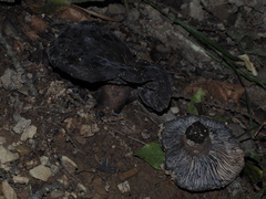 Russula nigricans