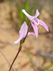 Disa bifida