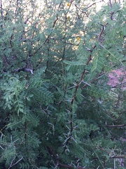 Vachellia constricta