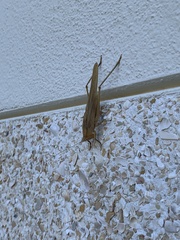 Copiphorini
