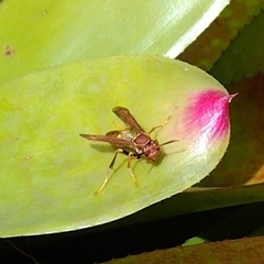 Polistes versicolor