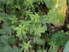 Galium mollugo