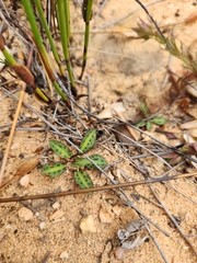 Disa bifida