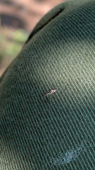 Graphopsocus cruciatus