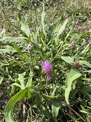 Centaurea