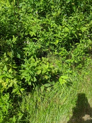Eurybia spectabilis