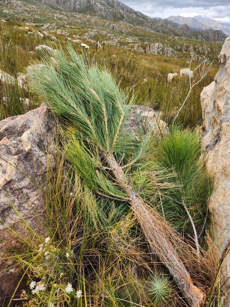 Canary Island pine from Oudtshoorn Local Municipality, South Africa on