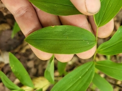 Uvularia sessilifolia