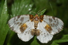 Abraxas sylvata
