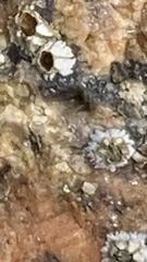 Balanomorpha