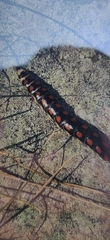 Phrixothrix