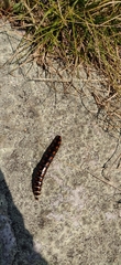 Phrixothrix