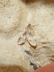 Elophila obliteralis