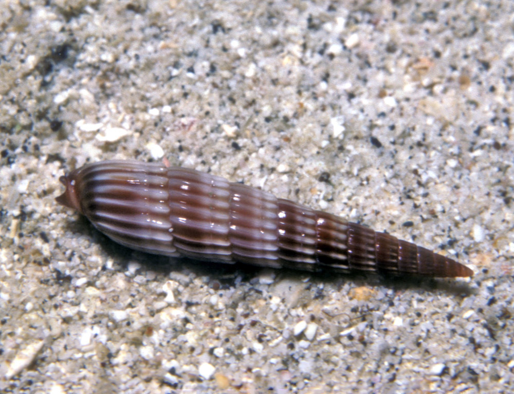 Punctoterebra swainsoni