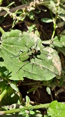 Cicindela campestris