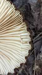 Lactifluus gerardii