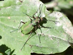 Cicindela campestris