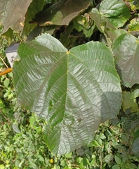 Tilia platyphyllos