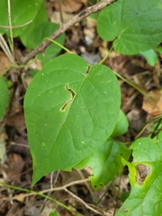 Gonolobinae