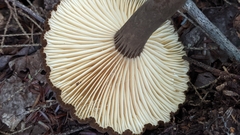 Lactifluus gerardii
