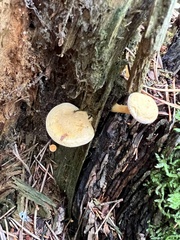 Hygrophoropsis