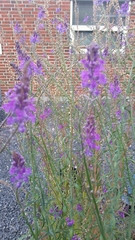 Linaria purpurea