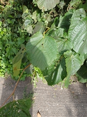 Tilia platyphyllos