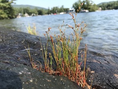 Juncus