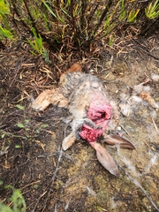 Pronolagus saundersiae