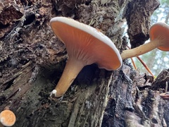 Hygrophoropsis