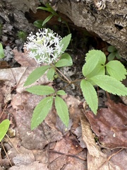 Panax trifolius