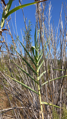 Arundo donax