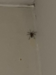 Scotophaeus blackwalli