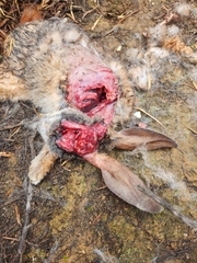 Pronolagus saundersiae