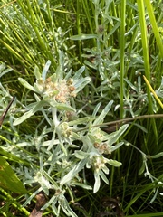 Gnaphalium uliginosum