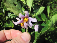 Solanum guineense