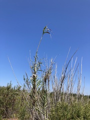Arundo donax