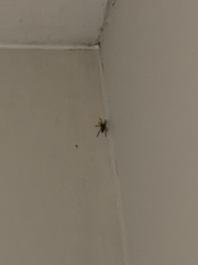 Scotophaeus blackwalli