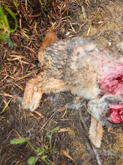 Pronolagus saundersiae