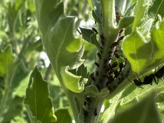 Aphis fabae